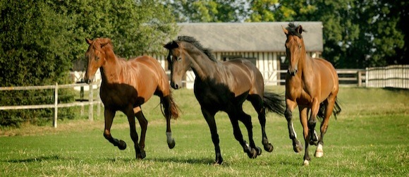 Chevaux en Normandie