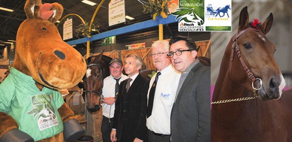 Le Cob Normand devient le premier cheval à l'honneur des Jeux