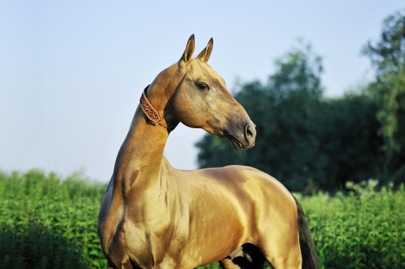 L'Akhal Téké devient un Cheval à L'Honneur