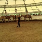 Georges Cotrait Equestrian Vaulting Academy