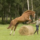 Natural horsemanship